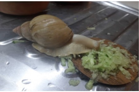حلزون زنده و خاويار حلزون