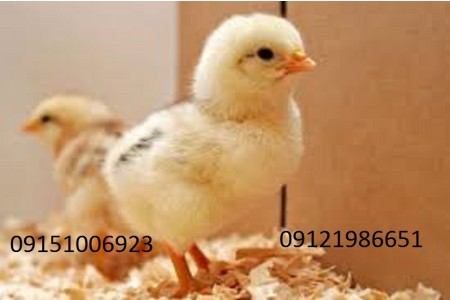 فروش جوجه گوشتی