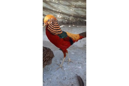 فروش انواع نژاد قرقاول