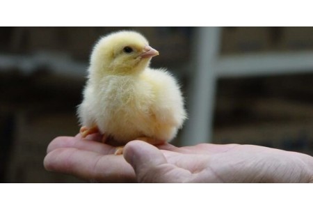 جوجه گوشتی ممتاز و برند