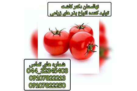 فروش بذر گوجه فرنگی تروی