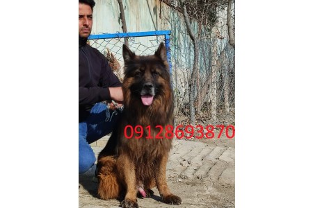 پرورش سگ ژرمن شپرد وشولاین