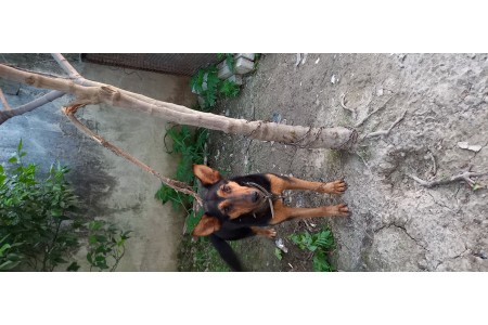 سگ ژرمن میکس دوبرمن