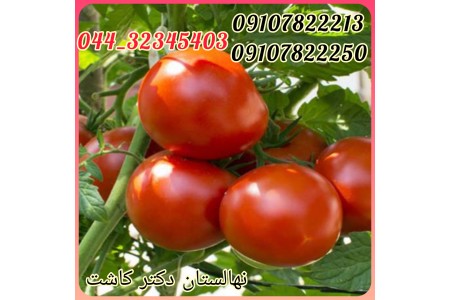 فروش عمده بذر گوجه 4129