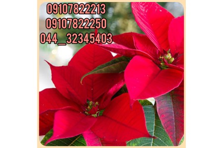 فروش عمده گل بنت قنسول