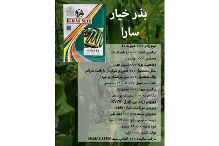 بذر خیار سارا