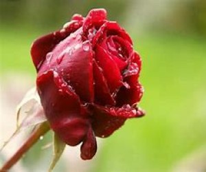 خدمات سئو  طراحی سایت