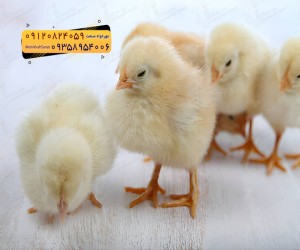 🐣🐣🐣 *جوجه راس ۳۰۸*🐣🐣🐣