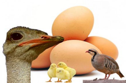 برد سیستم های کنترلی دستگاه جوجه کشی شتر مرغ و بلدرچین کبک