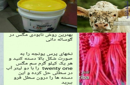 مگس کش twenty one کشنده مگس در ۱۰ ثانیه