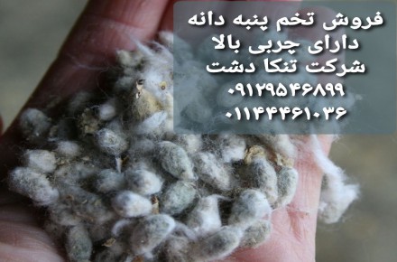 فروش تخم پنبه دانه