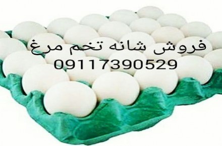 فروش شانه مقوایی تخم مرغ