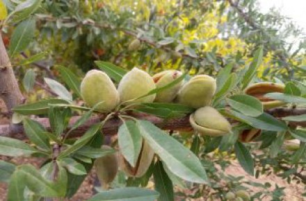 محلول برای رفع شوری خاک