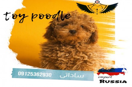 پامر و پودل وارداتی