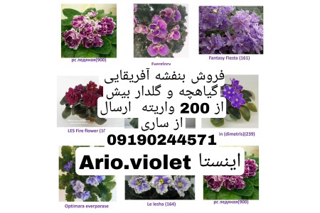 گلخانه بنفشه آفریقایی آریو