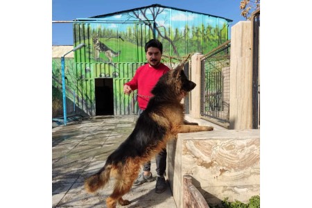 خرید سگ ژرمن سگ نگهبان اصیل سگ ژرمن شپرد خرید سگ ژرمن