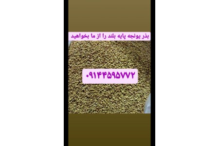 فروش بذر یونجه محلی