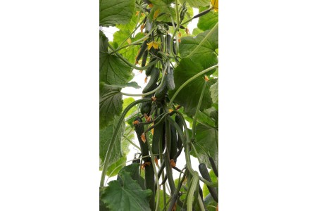 بذر خیار گلخانه ای داتیس