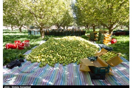 باغ سیب سفید