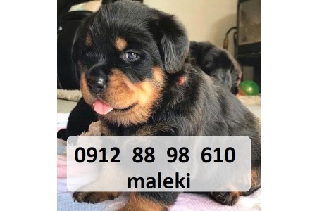 فروش سگ روتوایلر ارزان 1402