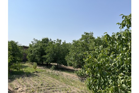 باغی ۵۰ قصبی ،کرمان شهرستان رابر روستا ننیز علیا