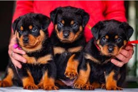 فروش انواع نژاد سگ های خانگی و نگهبان برای محافظت از شم عزیزان