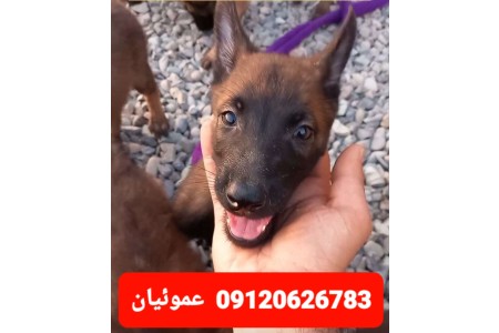 آگهی فروش سگ مالینوز بلژیکی_سگ‌های گارد و نگهبان