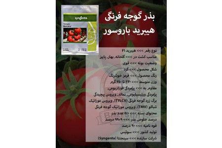 بذر گوجه فرنگی هیبرید باروسور
