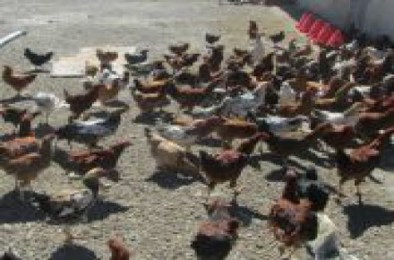 فروش نیمچه مرغ بومی