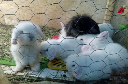 فروش خرگوش لوپ اپارتمانی