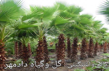 فروش درخت پالم واشنگتنی و لاتانیا( نخل بادبزنی) بدون واسطه