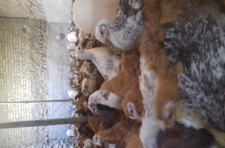 فروش نیمچه مرغ اصلاح شده