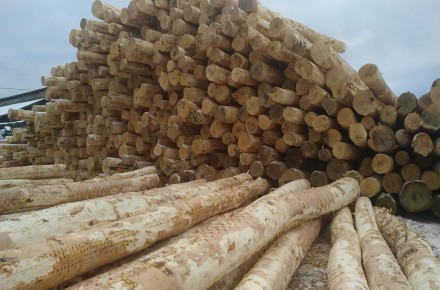 واردات و فروش چوب گردبینه بریوزا (توس ،بیرچ)  از روسیه