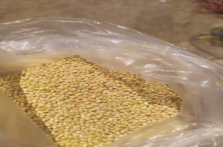 فروش ارزن تولید داخل بذر اوکراین دانه درشت