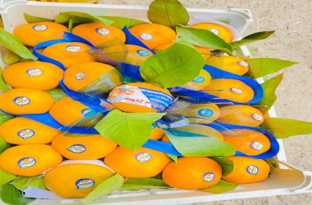خریدوفروش محصولات باغی ( پرتقال تامسون نارنگی انار سیب هلو شلیل کیوی دربسته بندی زیبا )