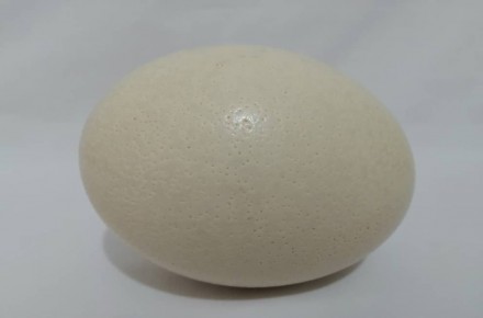 تخم شترمرغ((خوراکی))