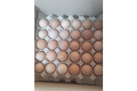 فروش تخم مرغ خوراکی جوجه کشی مادر